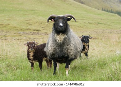 Black Sheep Family, Ewe With Her Two Little Lambs