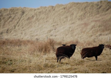 black sheep in a field