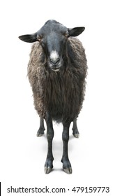 Black Sheep Front View Isolated On White Back
 