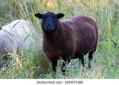 Black Sheep In Green Grass For A Walk. Aland Islands. Finland