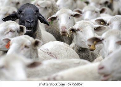 die schwarzen Schafe in der Gruppe, ein schwarzes, gedecktes Schaf in einer Gruppe von weißen Schafen,