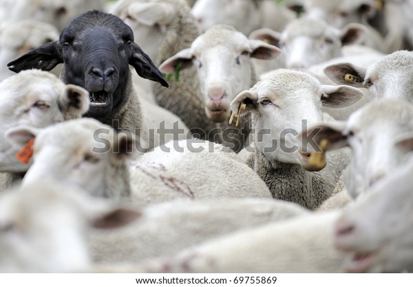 the black sheep in the group, one black faced\
sheep in a group of white sheep,\
herd