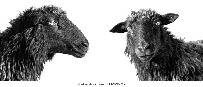 Black Sheep Isolated On White Background