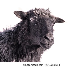 Black Sheep Isolated On White Background