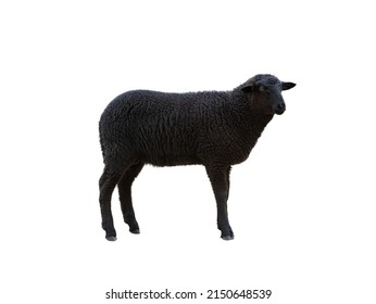 Black Sheep Isolated On White Background