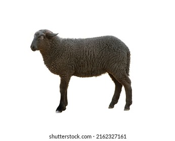 Black Sheep Isolated On White Background