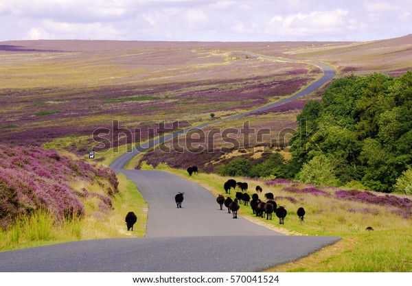  Black Sheep on Spaunton Moor, North\
York Moors\
Black Sheep walking down the road over Spaunton Moor,\
just above Hutton Le Hole on the North York\
Moors