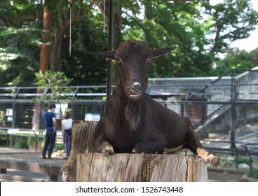 Black Sheep And Staring Contest