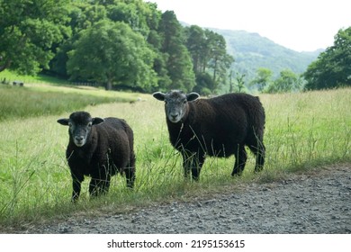 Black Sheep Staring In A Field