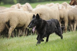 Black Sheepdog With A Lot Sheep In Work