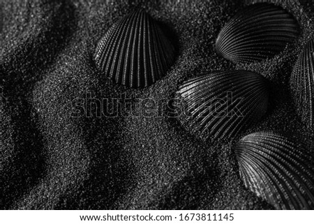  Black shell on a black sand dunes background. Black design.