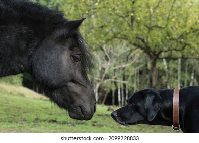 A Black Shetland Pony And A Black Young Labrador Sniffing At Each Other And Making Friends