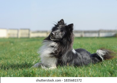 Black Shetland Sheepdog Laying In The Grass And Looking At His Owner