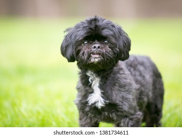 A Black Shih Tzu Mixed Breed Dog Standing Outdoors