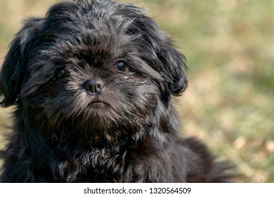 Black Shih Tzu Puppy Sitting In Grass Field