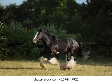 Black Shire Heavy Draft Horse Runs Gallop On The Pasture