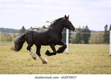 Black Shire Horse.