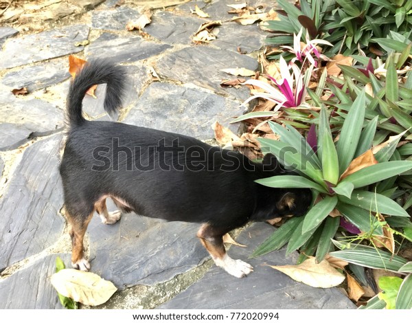 Black Short Hair Adult Male Chihuahua Stock Photo Edit Now 772020994