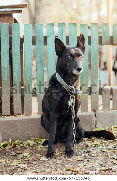 Black Short Hair Shepherd Dog Sitting Stock Photo Edit Now 677136946