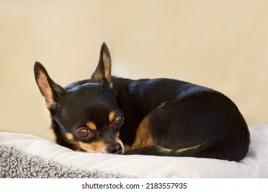 Black short haired chihuahua on pillow
