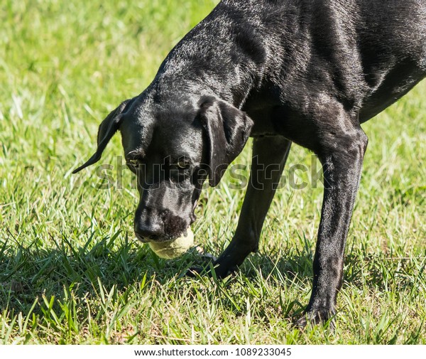 Black Short Haired Dog Retrieving Tennis Stock Photo Edit Now