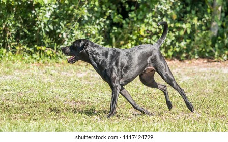 Dog Chasing Tail Images Stock Photos Vectors Shutterstock