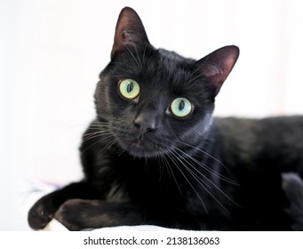 A Black Shorthair Cat With Large Green Eyes Looking At The Camera With A Head Tilt