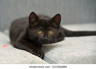 black shorthair playful kitten on the couch - Shutterstock ID 2115066884