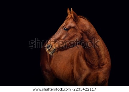 Black shot fine art portrait of a dark chestnut brown quarter horse gelding in isolated on black background