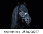 Black shot head portrait of an elderly senior noriker coldblood horse stallion; isolated on black background