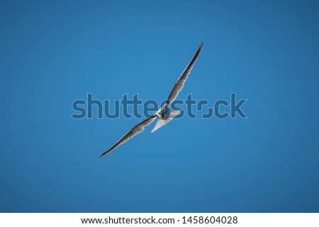 Image, Stock Photo Swift soaring with fully extended wings against blue sky