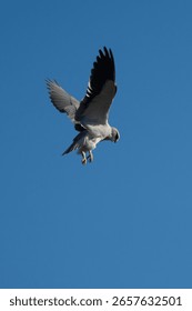A black shouldered kite hovering in a clear blue sky, looking for prey.