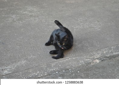 Black Siamese Cat Lying On The Ground While Licking It Fur, Little Brown Eyes Looking Forward To Something, Raising Leg Up Like Doing A Youga, All Thick Black Hair Covering All The Body