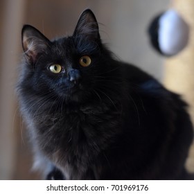 Black Siberian Cat Stock Photo 701969176 | Shutterstock