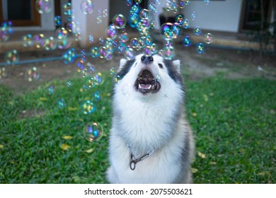 A Black Siberian Husky Playing With Soap Bubbles 