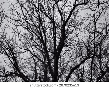 3,190 Black silhouette treetop Images, Stock Photos & Vectors ...