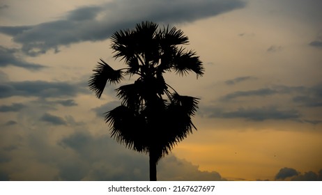 3,272 Borassus palm Images, Stock Photos & Vectors | Shutterstock
