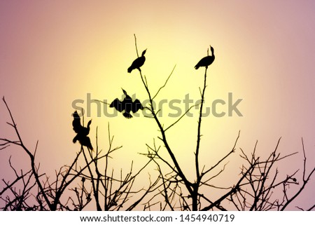 Similar – Image, Stock Photo COMPETITION Bird Starling