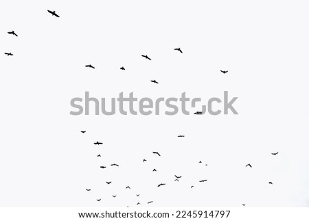 Black silhouette of crow birds in the white sky. A flock of birds flees in panic, flies in a frenzy. Dramatic before a thunderstorm.