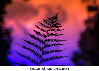 Black Silhouette Of Fern Leaf On Orange To Violet Gradient Background. Stoner, Sludge Concept.