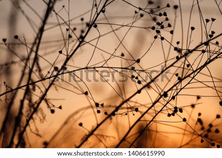 Similar – Foto Bild Silhouette Halm Gras