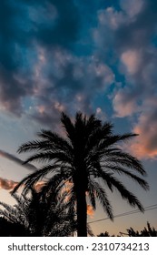 Black silhouette of a palm tree against a cloudy sky during sunset. Tropical evening with a palm tree against the background of the sky painted in different colors by the rays of the setting sun. - Shutterstock ID 2310734213