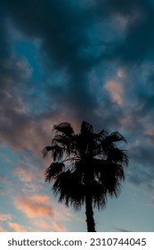 Black silhouette of a palm tree against a cloudy sky during sunset. Tropical evening with a palm tree against the background of the sky painted in different colors by the rays of the setting sun. - Shutterstock ID 2310744045