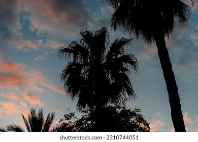 Black silhouette of a palm tree against a cloudy sky during sunset. Tropical evening with a palm tree against the background of the sky painted in different colors by the rays of the setting sun. - Shutterstock ID 2310744051