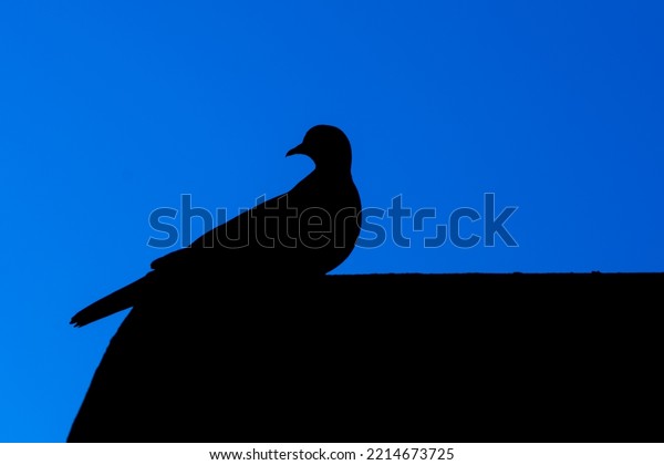 black\
silhouette pigeon shape on dark blue sky\
background