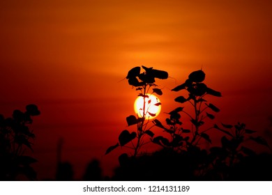 Black Silhouette Sunset Background Stock Photo 1214131189 | Shutterstock