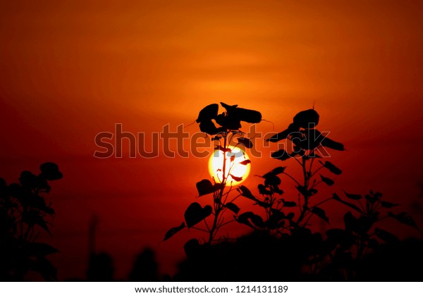 Black Silhouette Sunset Background Stock Photo 1214131189 | Shutterstock