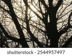 Black silhouette of a tree trunk and branches against the backdrop of the setting sun in the haze