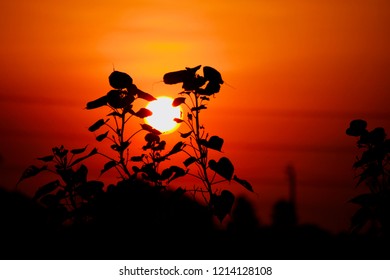 Black Silhouette Sunset Background Stock Photo 1214131189 | Shutterstock