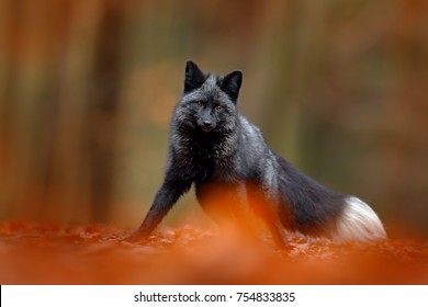 Black silver fox, rare form. Dark red fox playing in autumn forest. Wildlife scene from wild nature. Funny image from Russia. Cute mammal with black and white tail.
